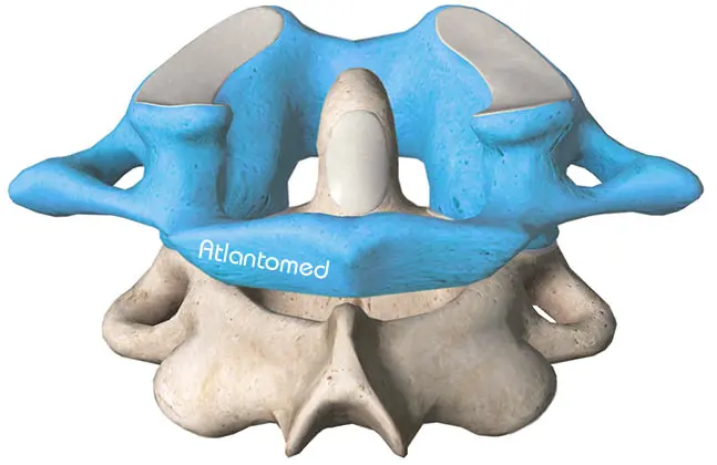 Vertebra Atlante sopra epistrofeo